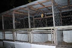 Rooster cages in Mulberry Rooster cages in Mulberry